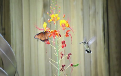 Empathie chez le tout petit