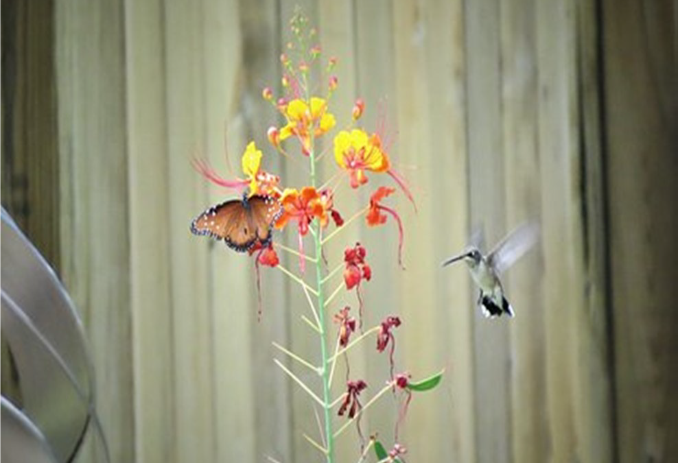 Empathie chez le tout petit